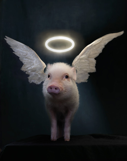 Holy Pig