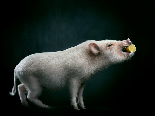Pig with lemon